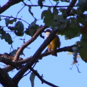 Melithreptus albogularis at Rewan, QLD - 30 Jun 2024