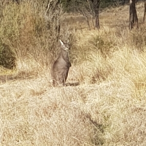 Osphranter robustus robustus at Anembo, NSW - 1 Jul 2024