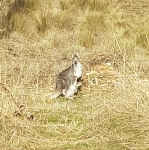 Osphranter robustus robustus at Anembo, NSW - 1 Jul 2024