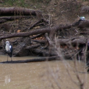 Ardea pacifica at Surat, QLD - 1 Jul 2024 02:17 PM