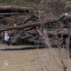 Ardea alba (Great Egret) at Surat, QLD - 1 Jul 2024 by MB