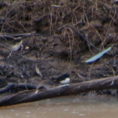 Rhipidura leucophrys (Willie Wagtail) at Surat, QLD - 1 Jul 2024 by MB