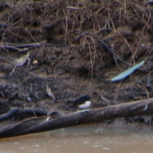 Rhipidura leucophrys at Surat, QLD - 1 Jul 2024 02:17 PM