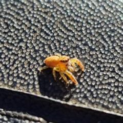 Unidentified Jumping or peacock spider (Salticidae) at Jacka, ACT - 1 Jul 2024 by Jiggy