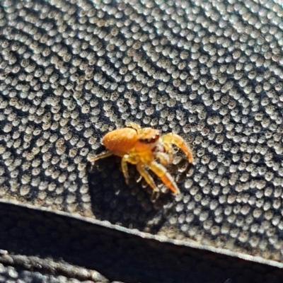 Unidentified Jumping or peacock spider (Salticidae) at Jacka, ACT - 1 Jul 2024 by Jiggy