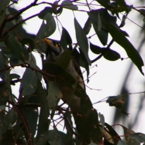 Manorina melanocephala at Surat, QLD - 1 Jul 2024 02:21 PM