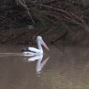 Pelecanus conspicillatus at Noorindoo, QLD - 1 Jul 2024