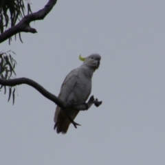 Cacatua galerita (Sulphur-crested Cockatoo) at Noorindoo, QLD - 1 Jul 2024 by MB
