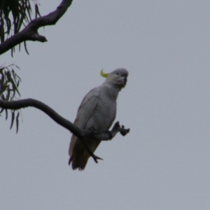 Cacatua galerita at Noorindoo, QLD - 1 Jul 2024 03:10 PM