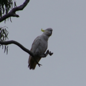 Cacatua galerita (Sulphur-crested Cockatoo) at Noorindoo, QLD by MB