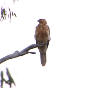 Haliastur sphenurus at Noorindoo, QLD - 1 Jul 2024