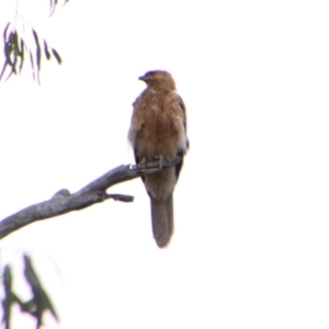 Haliastur sphenurus (Whistling Kite) at Noorindoo, QLD by MB