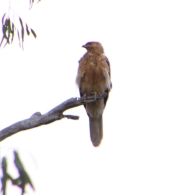 Haliastur sphenurus (Whistling Kite) at Noorindoo, QLD - 1 Jul 2024 by MB