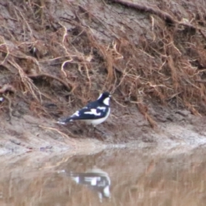 Grallina cyanoleuca at Noorindoo, QLD - 1 Jul 2024 03:19 PM