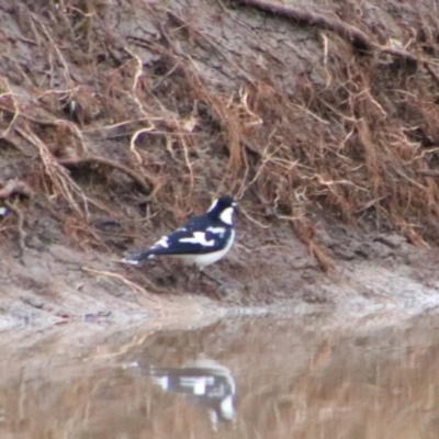 Grallina cyanoleuca (Magpie-lark) at Noorindoo, QLD - 1 Jul 2024 by MB