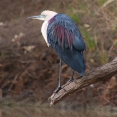 Ardea pacifica (White-necked Heron) at Noorindoo, QLD - 1 Jul 2024 by MB