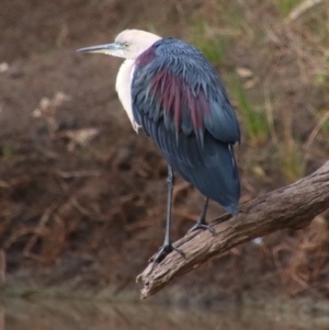 Ardea pacifica at Noorindoo, QLD - 1 Jul 2024 03:22 PM