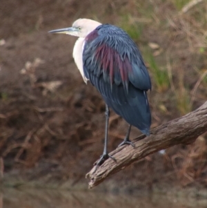 Ardea pacifica (White-necked Heron) at Noorindoo, QLD by MB
