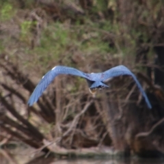 Ardea pacifica at Noorindoo, QLD - 1 Jul 2024 03:22 PM