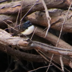 Rhipidura leucophrys at Noorindoo, QLD - 1 Jul 2024