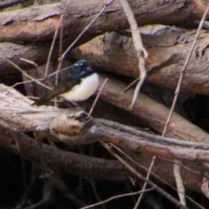 Rhipidura leucophrys (Willie Wagtail) at Noorindoo, QLD by MB