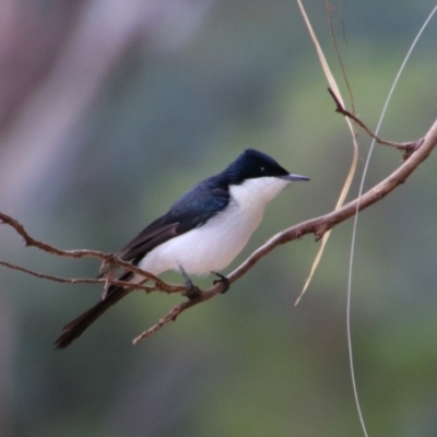 Myiagra inquieta (Restless Flycatcher) at Noorindoo, QLD - 1 Jul 2024 by MB