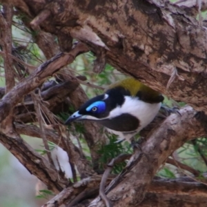 Entomyzon cyanotis at Noorindoo, QLD - 1 Jul 2024 03:52 PM