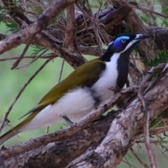 Entomyzon cyanotis at Noorindoo, QLD - 1 Jul 2024 03:52 PM