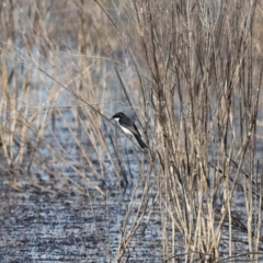 Myiagra inquieta (Restless Flycatcher) at Chesney Vale, VIC - 23 Jun 2024 by jb2602