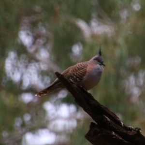 Ocyphaps lophotes (Crested Pigeon) at Noorindoo, QLD by MB