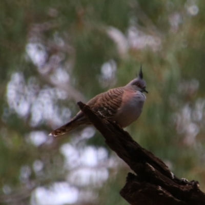 Ocyphaps lophotes (Crested Pigeon) at Noorindoo, QLD - 1 Jul 2024 by MB