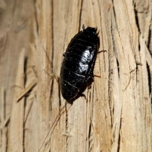 Platyzosteria melanaria at QPRC LGA - 30 Jun 2024