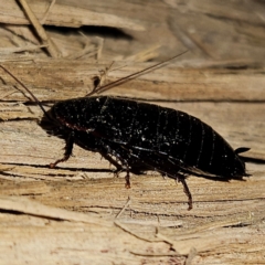 Platyzosteria melanaria at QPRC LGA - 30 Jun 2024