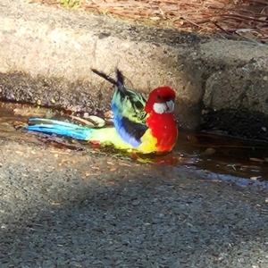 Platycercus eximius at Narrabundah, ACT - 1 Jul 2024