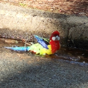 Platycercus eximius at Narrabundah, ACT - 1 Jul 2024