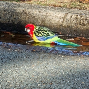 Platycercus eximius at Narrabundah, ACT - 1 Jul 2024