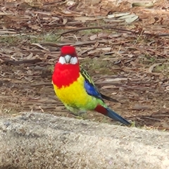 Platycercus eximius at Narrabundah, ACT - 1 Jul 2024