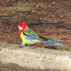 Platycercus eximius at Narrabundah, ACT - 1 Jul 2024