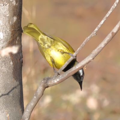 Nesoptilotis leucotis (White-eared Honeyeater) at Mount Painter - 1 Jul 2024 by MichaelWenke