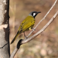 Nesoptilotis leucotis at Mount Painter - 1 Jul 2024 10:07 AM