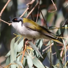 Melithreptus lunatus (White-naped Honeyeater) at Mount Painter - 1 Jul 2024 by Trevor