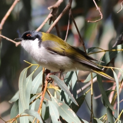 Melithreptus lunatus (White-naped Honeyeater) at Mount Painter - 1 Jul 2024 by MichaelWenke