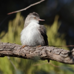 Daphoenositta chrysoptera (Varied Sittella) at Mount Painter - 1 Jul 2024 by MichaelWenke