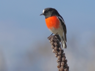 Petroica boodang (Scarlet Robin) at Mount Painter - 1 Jul 2024 by Trevor