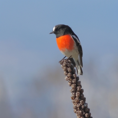 Petroica boodang (Scarlet Robin) at Mount Painter - 1 Jul 2024 by MichaelWenke