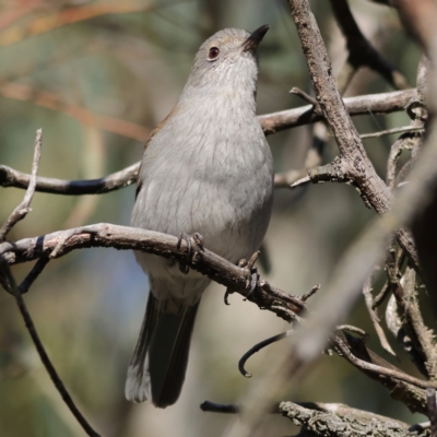 Colluricincla harmonica (Grey Shrikethrush) at Mount Painter - 1 Jul 2024 by MichaelWenke