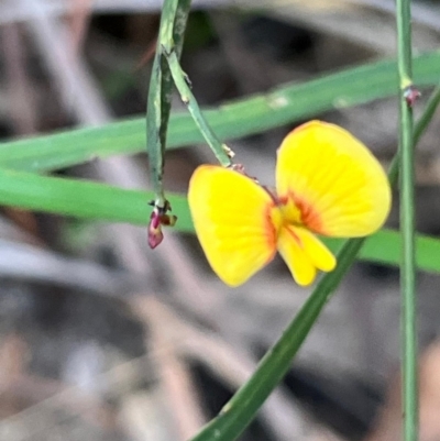 Bossiaea ensata (Sword Bossiaea) at South Pacific Heathland Reserve - 1 Jul 2024 by Clarel