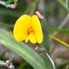 Bossiaea ensata at South Pacific Heathland Reserve - 1 Jul 2024 03:57 PM
