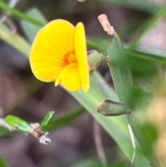 Bossiaea ensata at South Pacific Heathland Reserve - 1 Jul 2024 03:57 PM