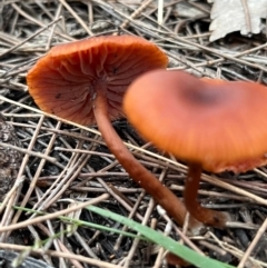 zz agaric (stem; gill colour unknown) at South Pacific Heathland Reserve - 1 Jul 2024 by Clarel